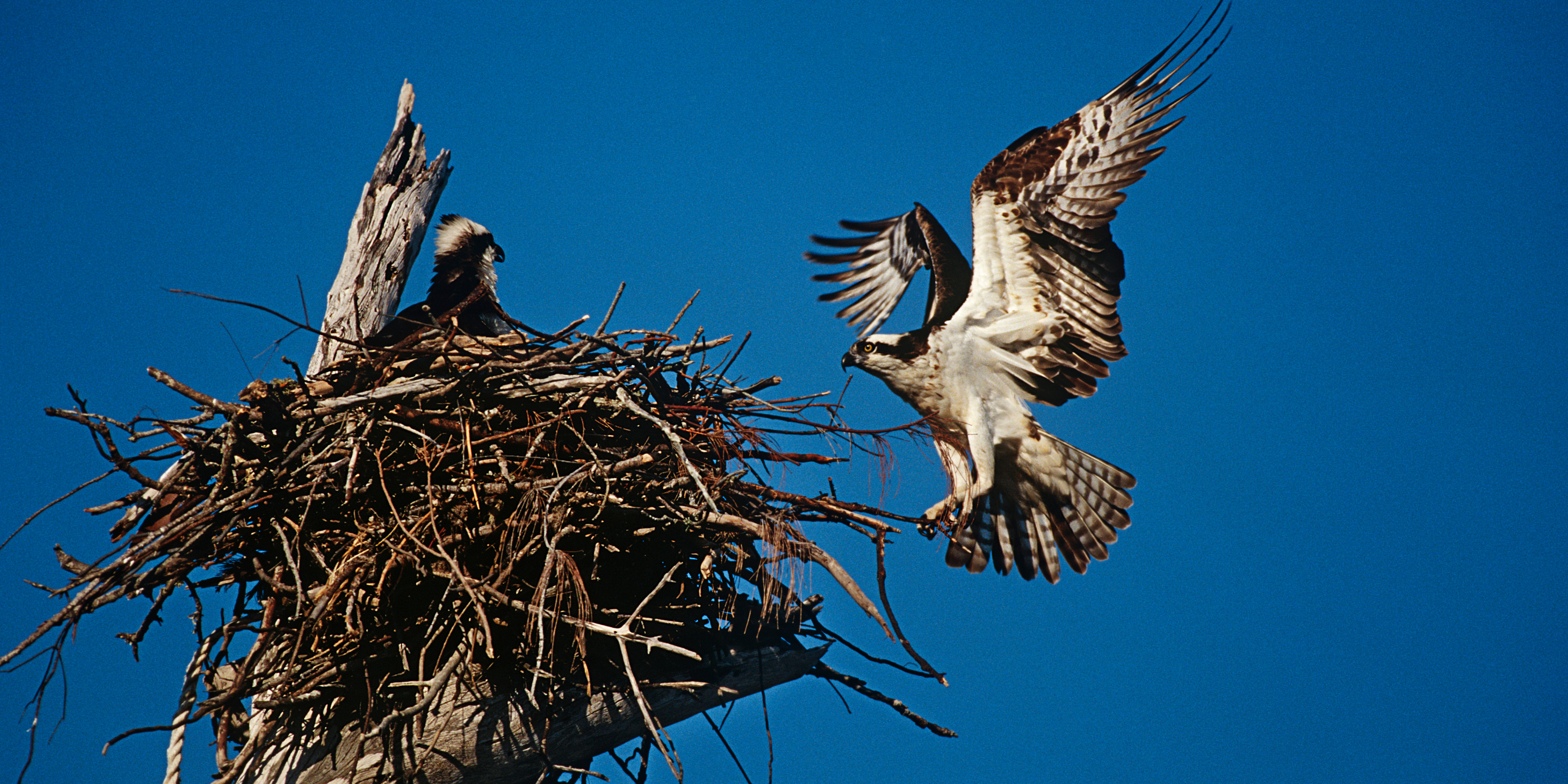 Negotiating The Return To The Nest