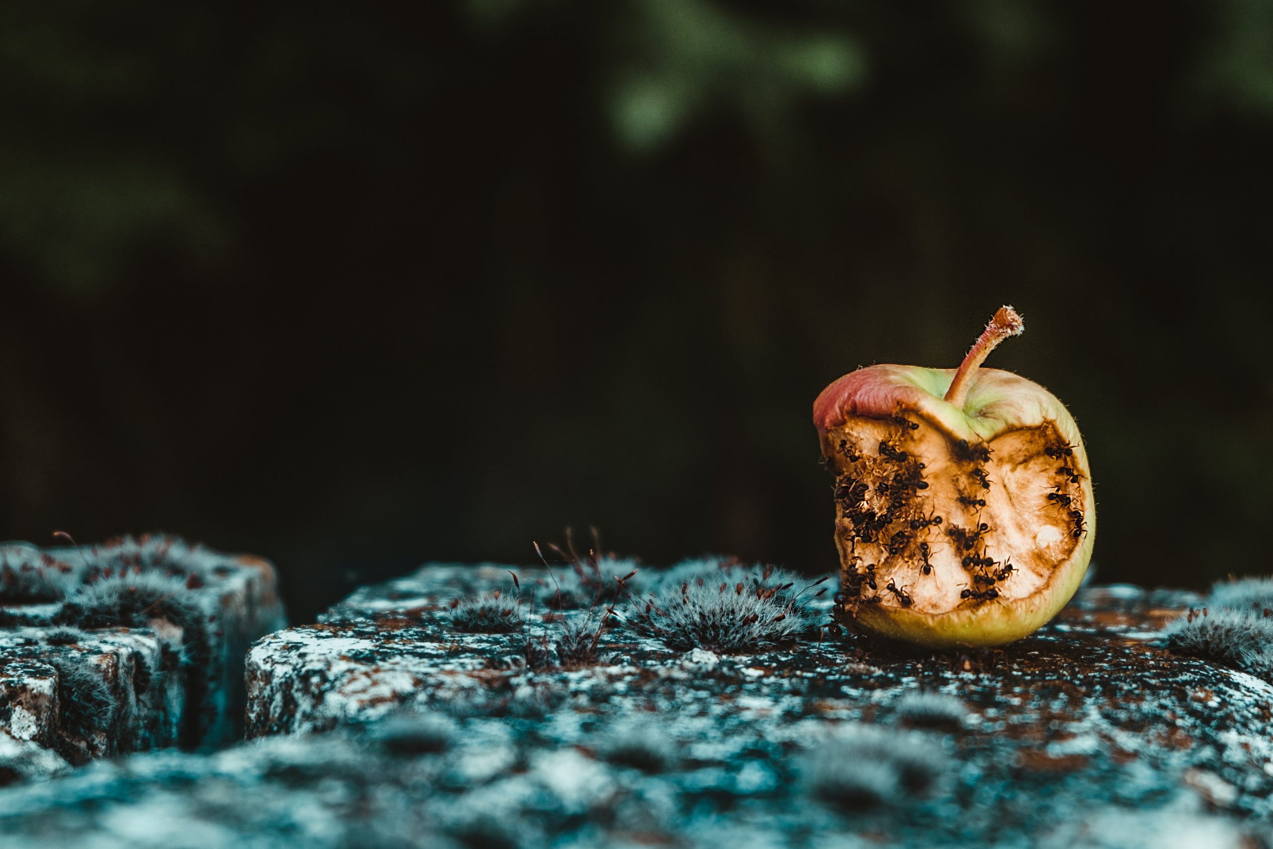 The Bad Apple : Part 1