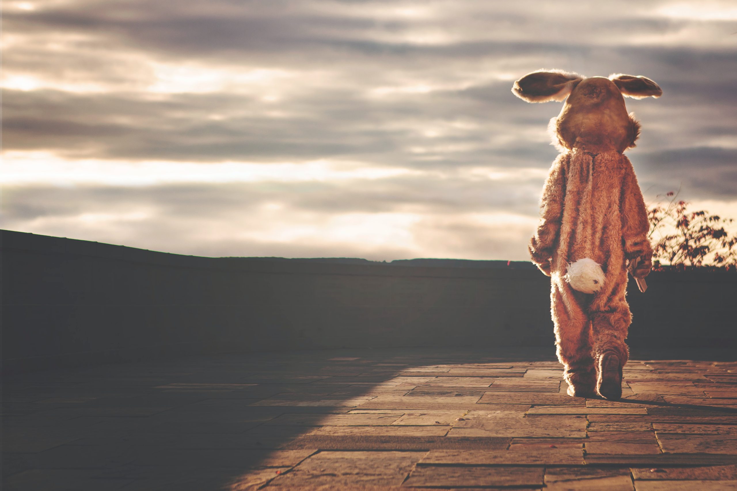 If the Rabbit Suit Fits…