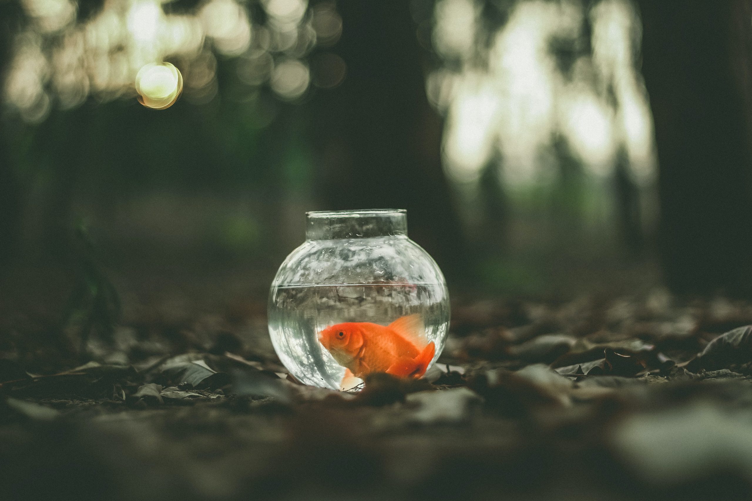 Would You Get a Goldfish to Design a Submarine?
